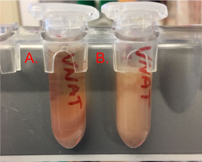 Centrifuge tubes showing protein precipitation experiment; differential sedimentation visible.