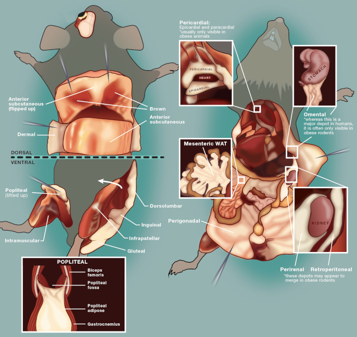 Diagramma anatomico dei roditori che mostra le posizioni del tessuto adiposo; i dettagli includono pericardico, omentale, WAT.