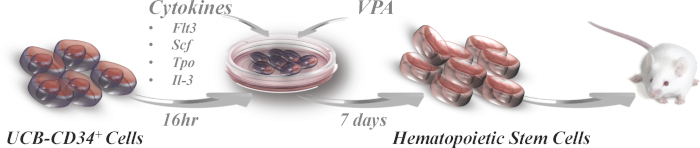Hematopoietic stem cell differentiation diagram; UCB-CD34+ cells, cytokines, VPA, mouse model.