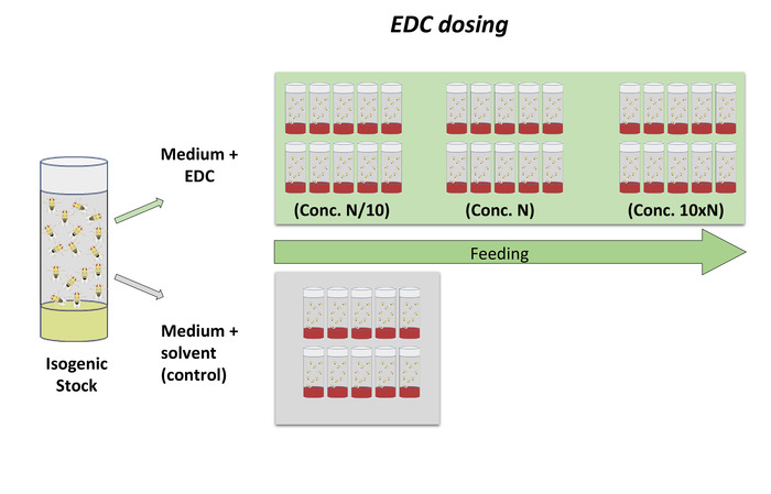 EDC 给药示意图，等基因品系果蝇的培养基给药，对照组，浓度标签。