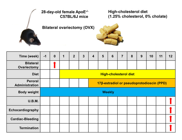 28-day-old ApoE-/- mice experiment timeline; bilateral ovariectomy, high-cholesterol diet chart.