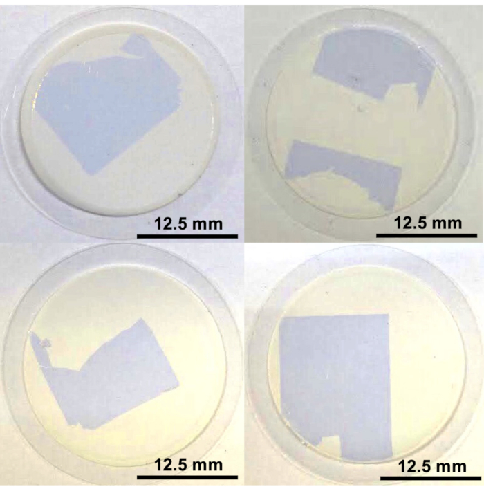 figure-results-4 Petri dish diagram showing thin film deposition results, 12.5 mm scale reference, material analysis.