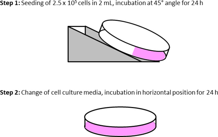 figure-results-4 Cell seeding process diagram: incline incubation, media change, horizontal incubation, cell culture.