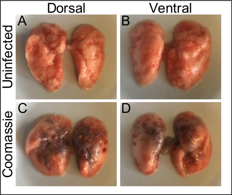 Lung tissue comparison, dorsal and ventral views, uninfected vs Coomassie staining effects.