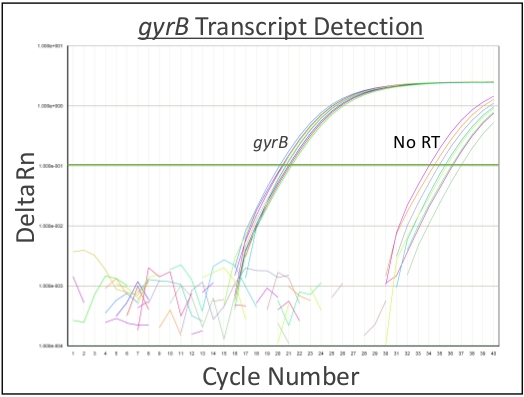 Real-time PCR graph of gyrB transcript detection, cycle number vs. Delta Rn, showing amplification.