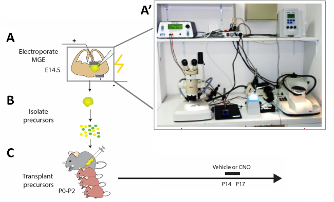 Electroporation process diagram and lab setup for precursor isolation and transplantation in mice.