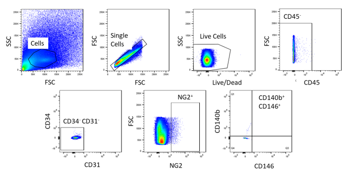 Flow cytometry plots; cell sorting by FSC, SSC, CD markers; live/dead cells classification.