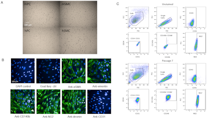 Static equilibrium; cell staining, flow cytometry analysis, cell marker identification; microscopy images.