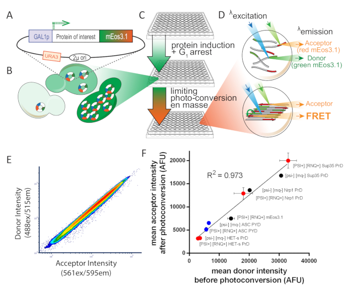 figure-results-1 FRET protein induction, photo-conversion process, diagrams with emission/excitation spectra and graph results.