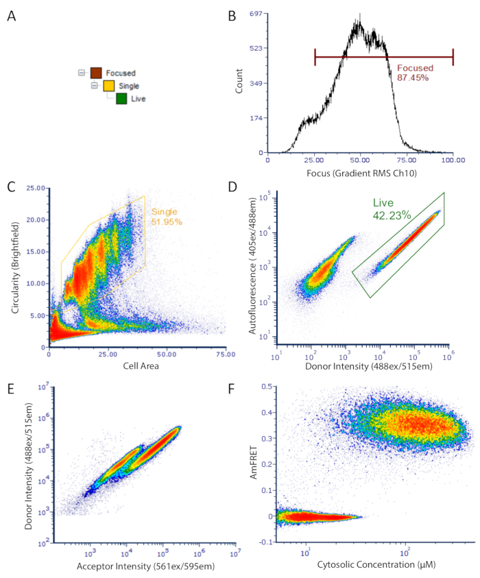 figure-results-2 Focused, single, live cell analysis: diagrams B-F with fluorescence, circularity, cytosolic concentration.