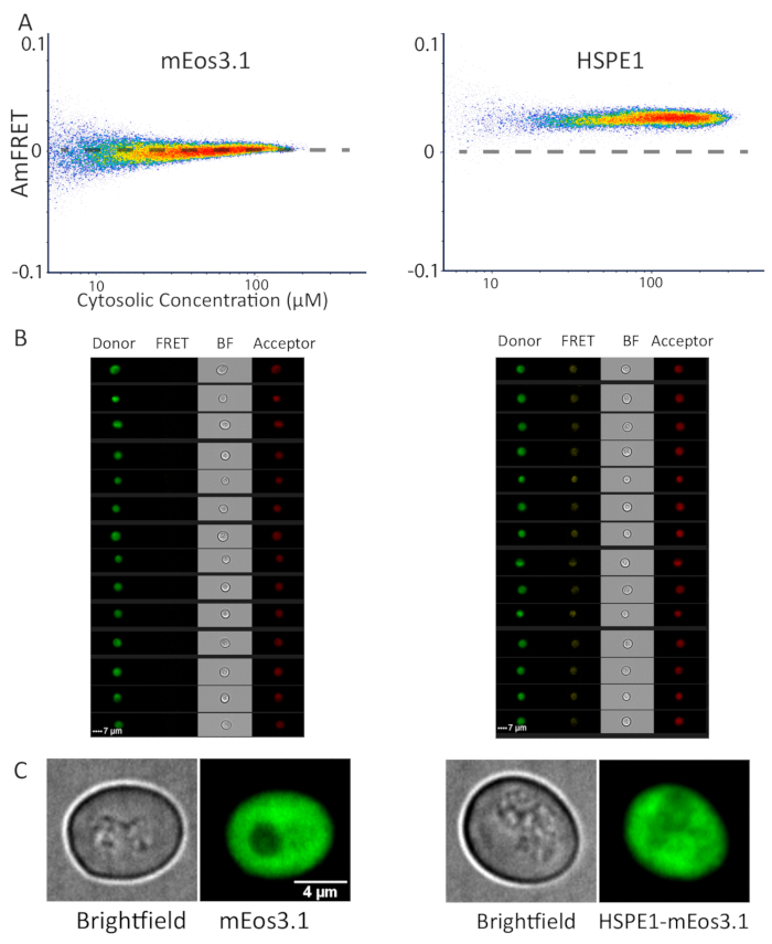 figure-results-3 FRET analysis of mEos3.1 and HSPE1; graphs, microscopy results, cytosolic concentration effects.