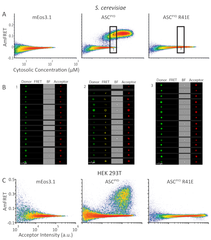 figure-results-4 AmFRET analysis; scatter plots and micrographs show mEos3.1, ASC<sup>PYD</sup>, and ASC<sup>PYD</sup> R41E localization.