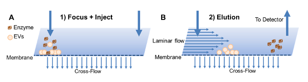 figure-results-2 Flow fractionation process, enzyme and EV analysis, diagram showing focus, inject, and elution stages.