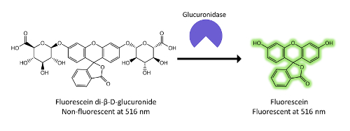 figure-results-8 Fluorescein activation by glucuronidase enzyme; chemical reaction process diagram with fluorescence.