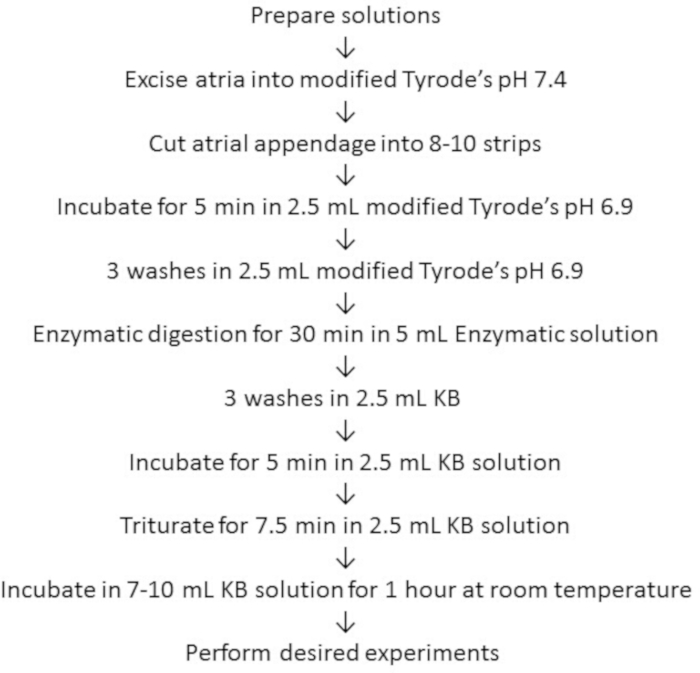 Atrial tissue preparation flowchart: enzymatic digestion, incubation, washes, experiment steps.