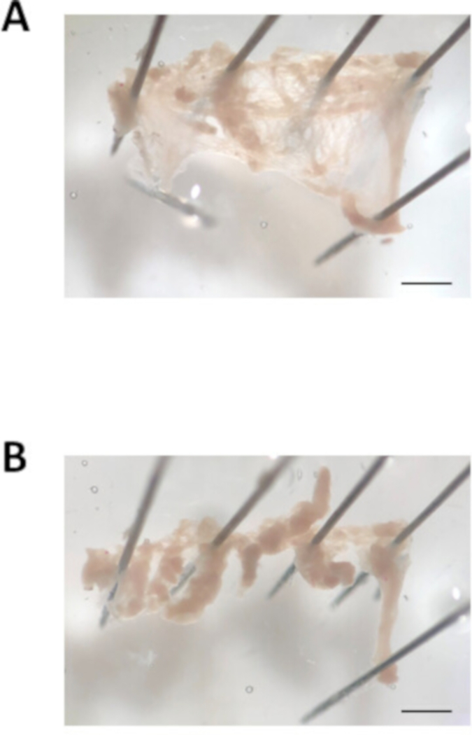 Tissue scaffold deformation experiment with needle supports, microscopic image series A and B.