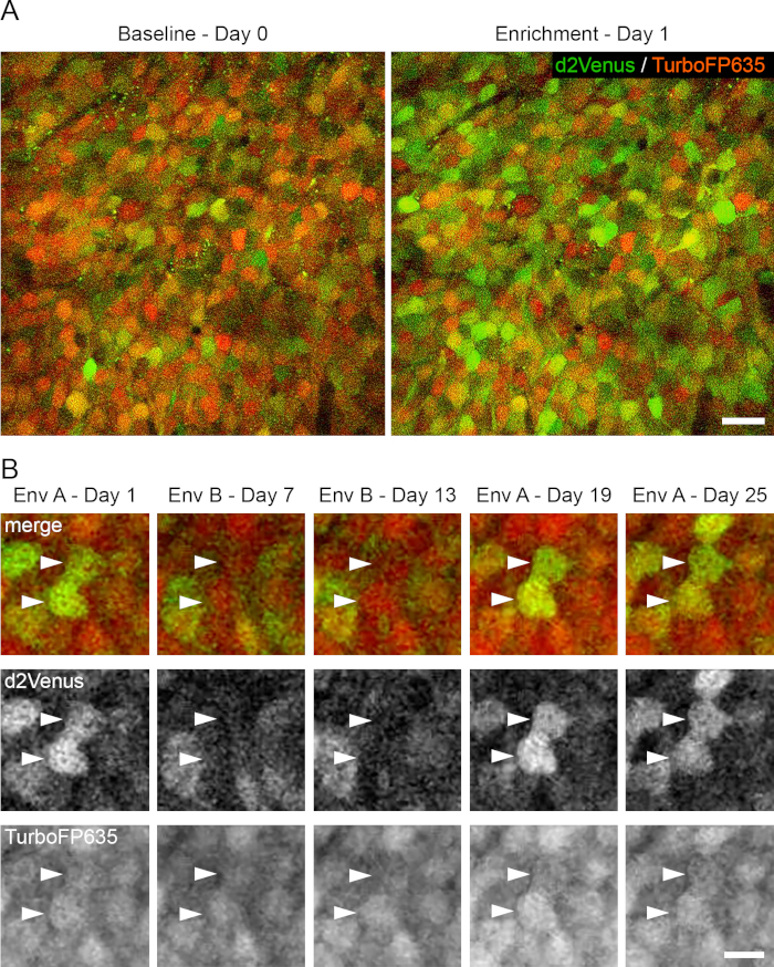 Longitudinal Two-Photon Imaging of Dorsal Hippocampal CA1 in Live Mice