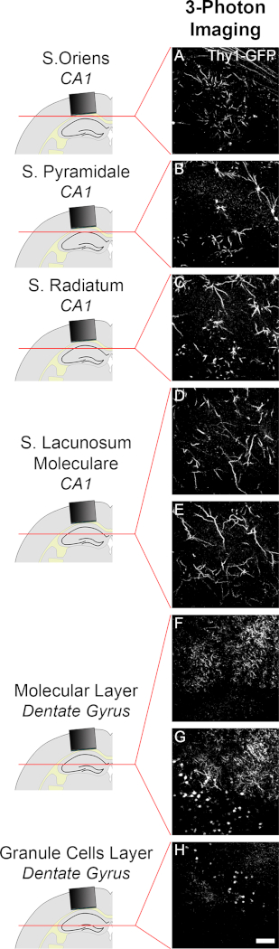 Longitudinal Two-Photon Imaging of Dorsal Hippocampal CA1 in Live Mice