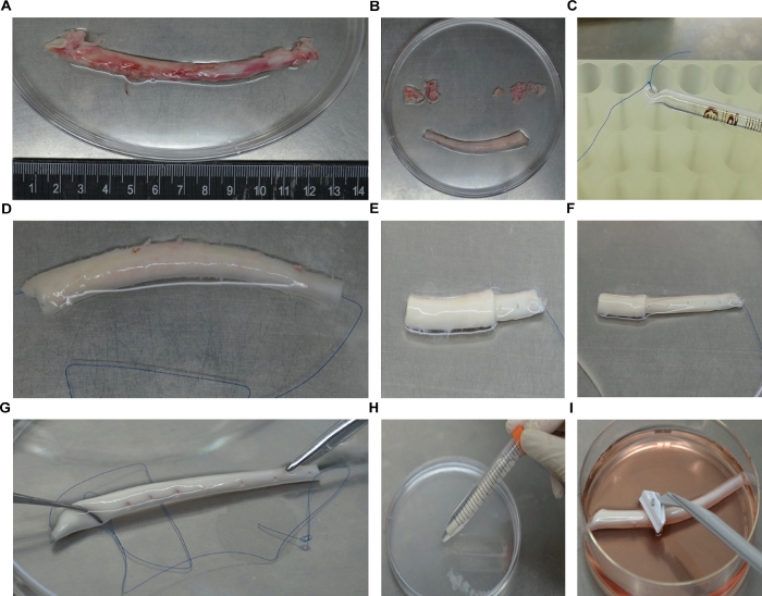 figure-results-2 Tissue engineering process; collagen scaffolding experiment; Petri dish, pipette setup.