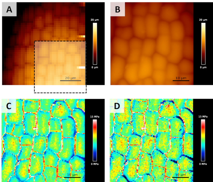 Use of Atomic Force Microscopy to Measure Mechanical Properties and ...