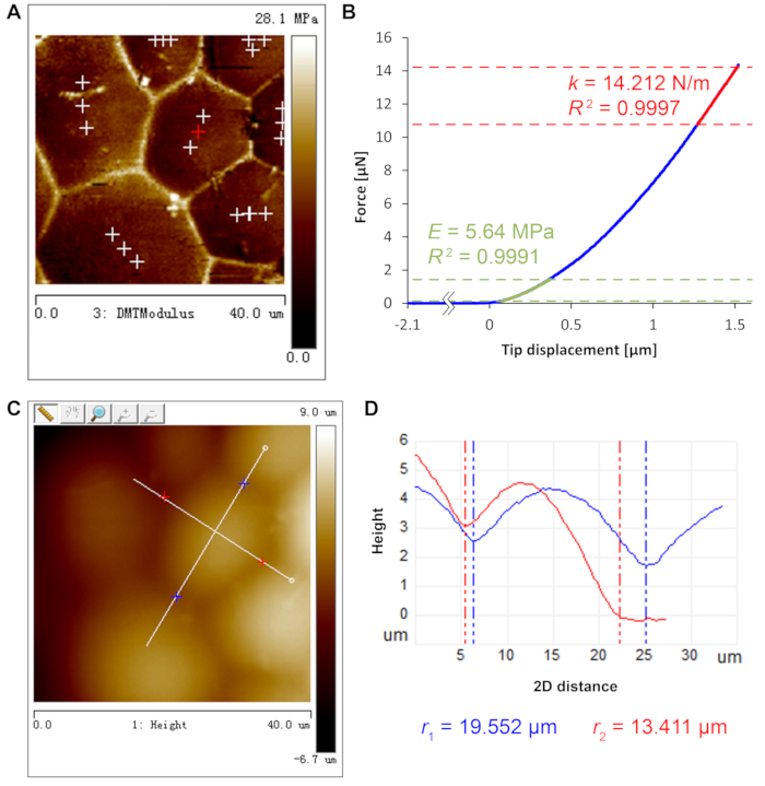 Use of Atomic Force Microscopy to Measure Mechanical Properties and ...