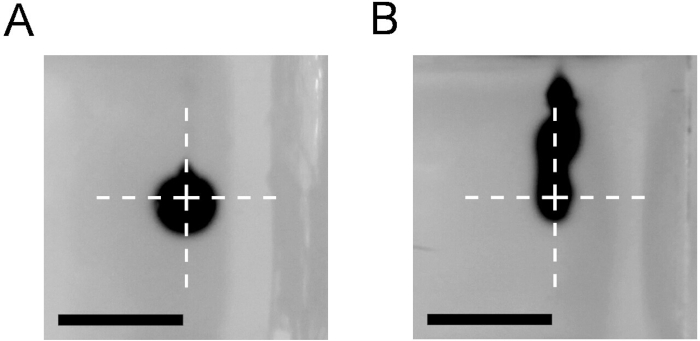 Electrophoresis results, showing protein band diffusion effects, diagram for migration analysis.