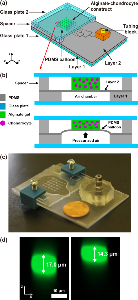 figure-results-1 PDMS microfluidic device for alginate-chondrocyte construct inflation; diagrams, setup, size analysis.