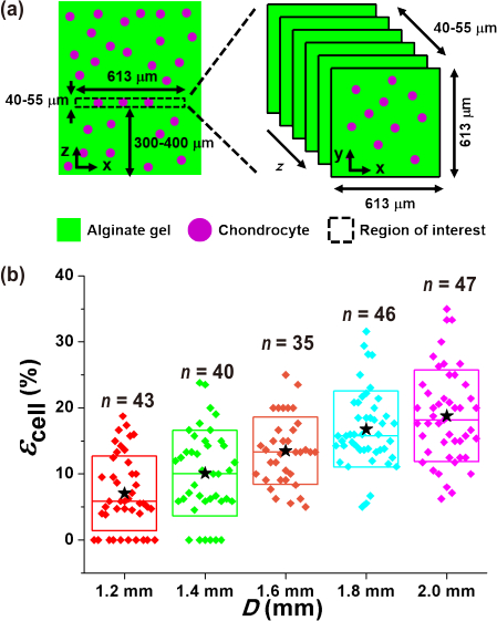 figure-results-4 Alginate gel diagram with chondrocyte distribution; scatter box plot of E_cell vs. D analysis.