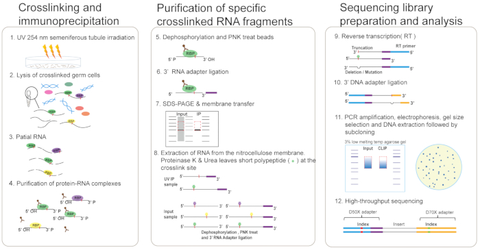 Crosslinking, RNA purification, and sequencing library preparation diagram. Scientific workflow steps.