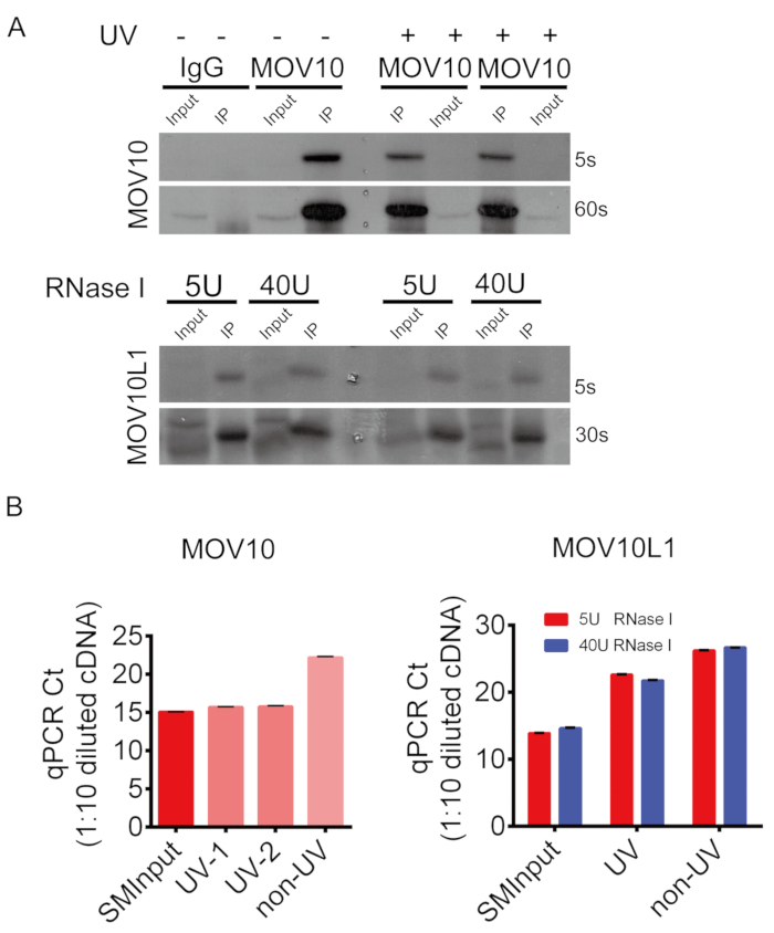 Western blot and qPCR analysis of MOV10 and MOV10L1 interaction with RNase I and UV conditions.