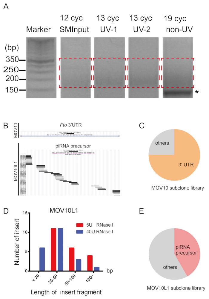 DNA sequencing analysis; gel electrophoresis, RNA processing diagram, bar graphs, pie charts.
