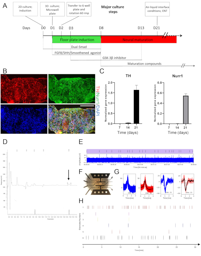 Neural maturation timeline; immunostaining; gene expression charts; electrophysiological setup.