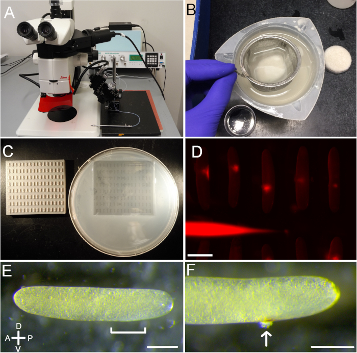 Microscopy setup for optical analysis and specimen preparation; fluorescence imaging and sample results.