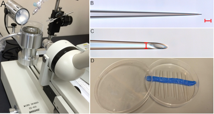 Microinjection setup; sharp pipette tips; molding technique; gene editing experiment.