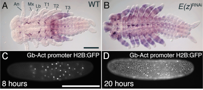Insect embryonic development with gene expression, RNAi treatment; fluorescence microscopy.