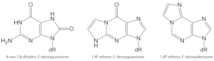 chemical structure formulas of 8-oxo-guanine derivatives; diagram of modified nucleosides