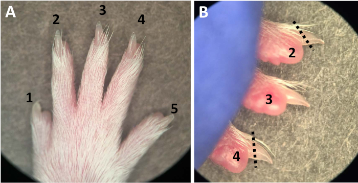Mice Toe Label ビデオ: 成体マウス指の切断と再生:哺乳類の芽球形成と膜内骨化を調査するための簡易モデル