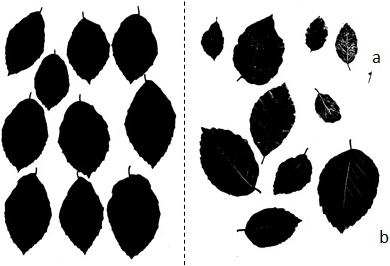 figure-protocol-3