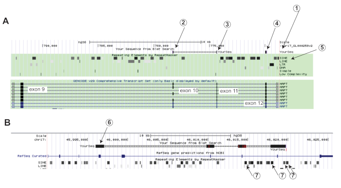 figure-results-2 Gene mapping diagram displaying exons, repeat sequences, and labels for genomic analysis.