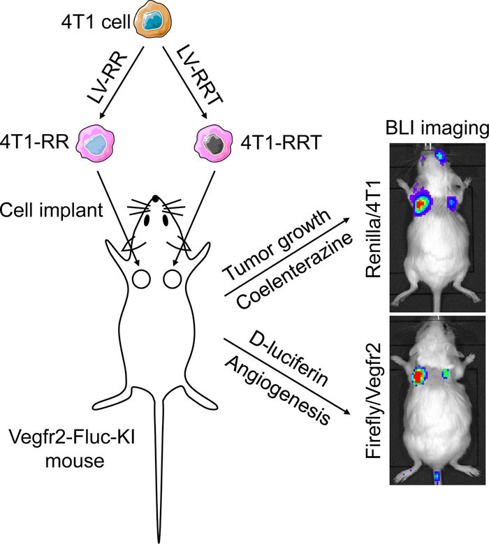 Video: Dual Bioluminescence Imaging of Tumor Progression and Angiogenesis