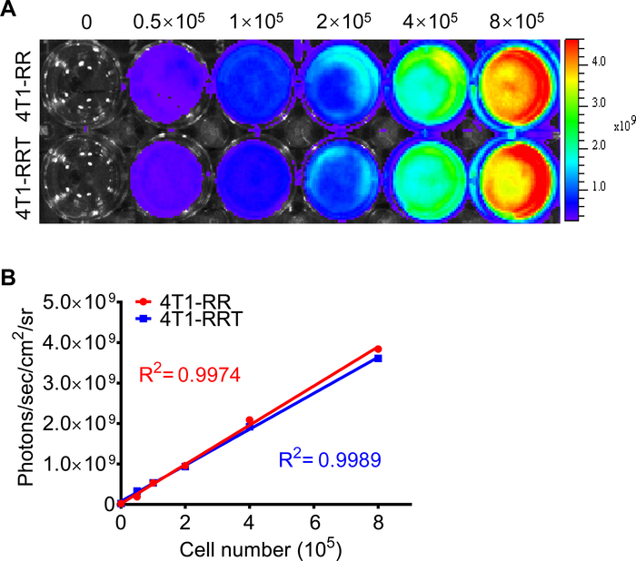 Video: Dual Bioluminescence Imaging of Tumor Progression and Angiogenesis