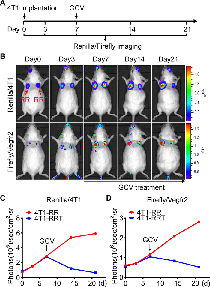 Video: Dual Bioluminescence Imaging of Tumor Progression and Angiogenesis