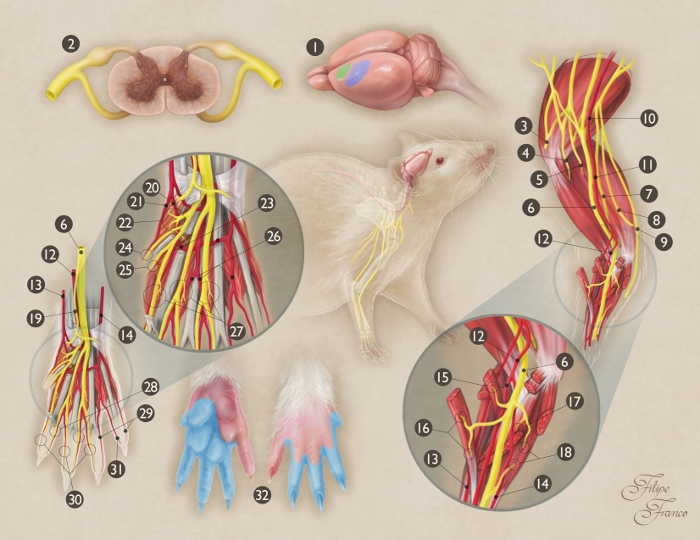 Rat peripheral nervous system diagram; anatomy details include nerves, muscles, and limb innervation.