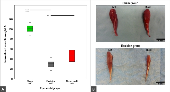 Muscle weight comparison graph and excision experiment results showing growth differences across groups.
