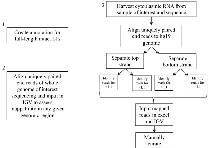 figure-results-1 Gene sequencing process flowchart; aligns RNA to hg19 genome; uses IGV for read mapping analysis.