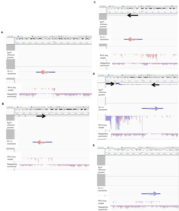 figure-results-2 Genomic mapping analysis, diagrams A-E; hg19 reference genome comparison, FL-L1 RNA-Seq, mappability.