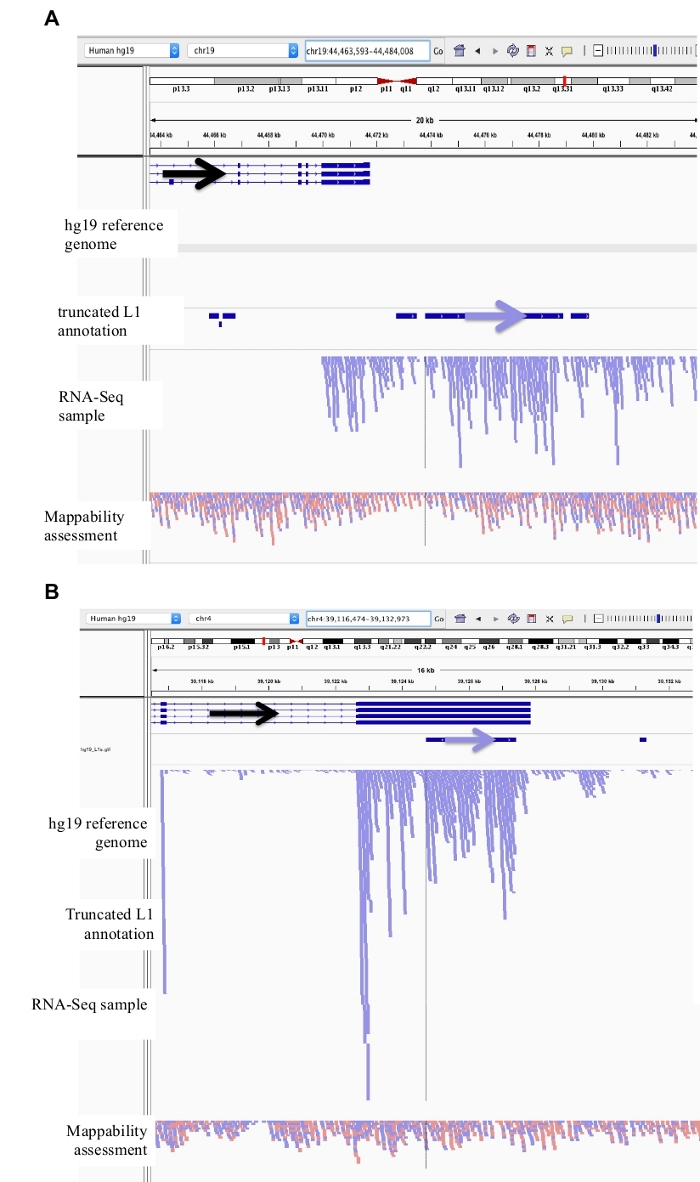figure-results-3 hg19 genome RNA-Seq analysis diagram with truncated L1 annotation and mappability assessment