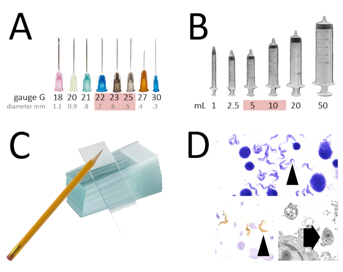 Medical equipment size chart, including needle gauges, syringe volumes; microscopy slide prep.