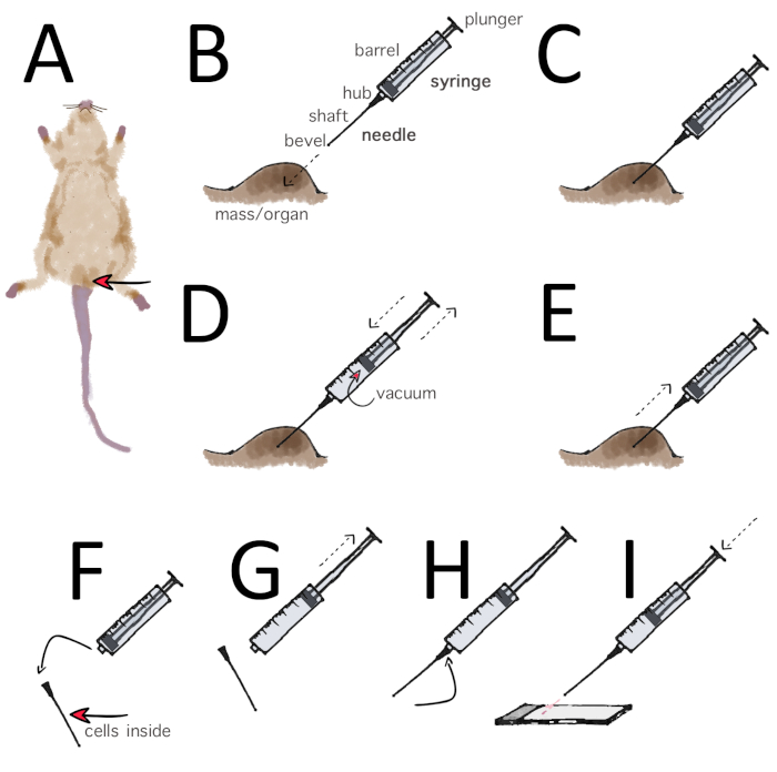 Mouse biopsy method using syringe and needle; diagram shows extraction steps for cellular analysis.