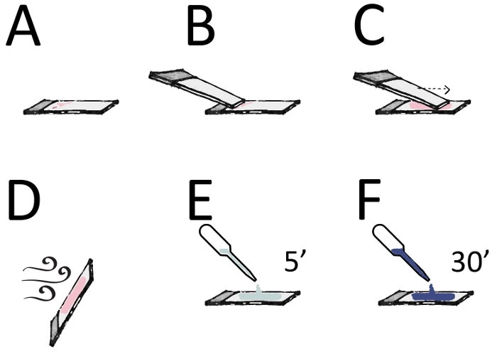 Chromatography setup diagram with slides and pipetting steps for sample application and drying.
